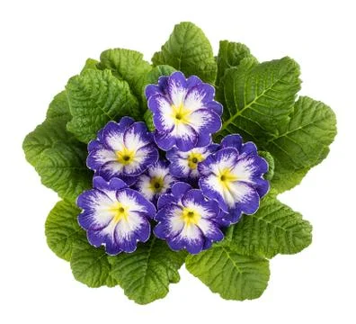 Primroses Stock Photos