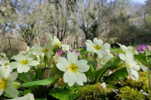 Primroses Stock Photos