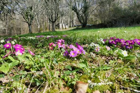 Primroses Stock Photos