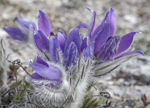 Primroses Stock Photos