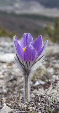 Primroses Stock Photos