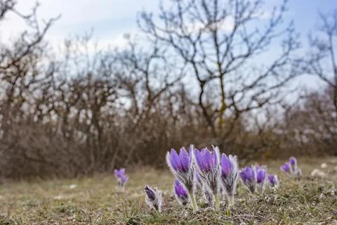 Primroses Stock Photos