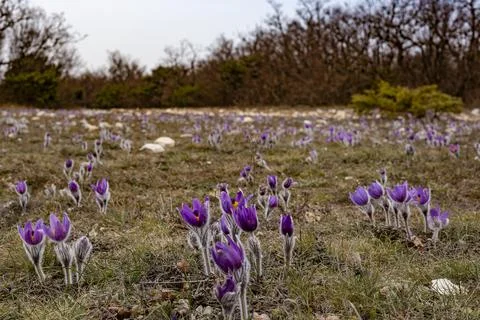 Primroses Stock Photos