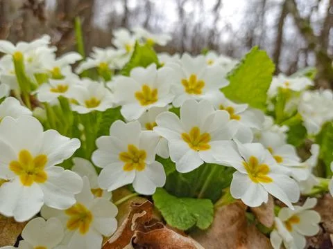 Primroses Stock Photos