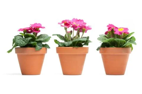 Primroses, primula Stock Photos