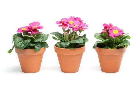Primroses, primula Stock Photos
