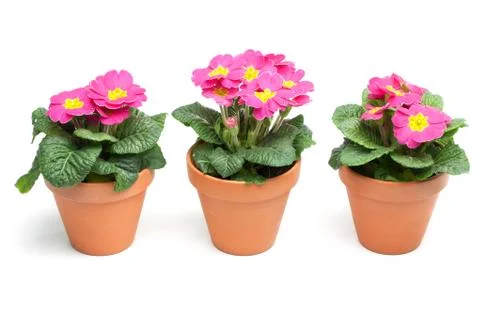Primroses, primula Stock Photos