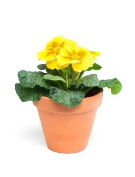 Primroses, primula Stock Photos