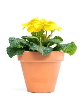 Primroses, primula Stock Photos