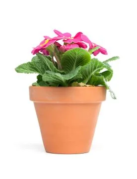 Primroses, primula Stock Photos