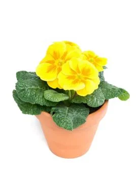Primroses, primula Stock Photos