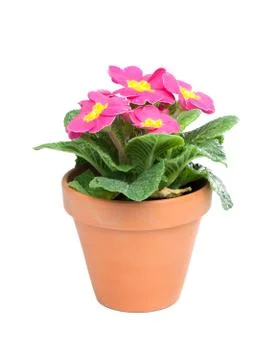 Primroses, primula Stock Photos
