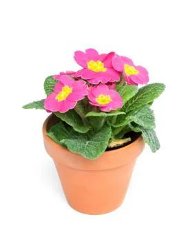 Primroses, primula Stock Photos