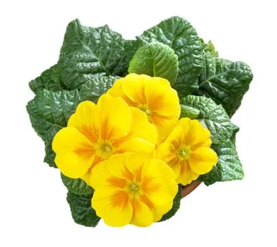 Primroses, primula Stock Photos