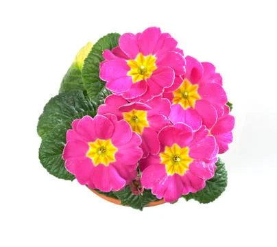 Primroses, primula Stock Photos