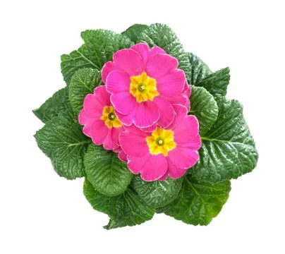 Primroses, primula Stock Photos