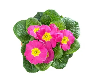 Primroses, primula Stock Photos