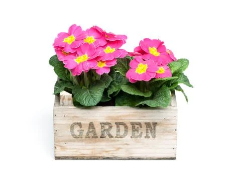 Primroses, primula Stock Photos