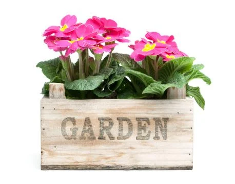 Primroses, primula Stock Photos