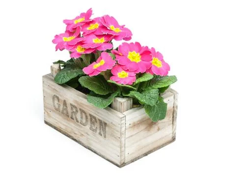 Primroses, primula Stock Photos
