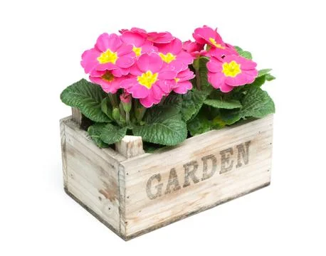 Primroses, primula Stock Photos