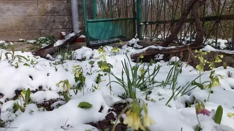 Primroses in Snow: A Spring Awakens Video stock 306136938
