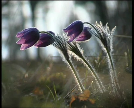Primroses, snowdrops Stockbeeldmateriaal 588120