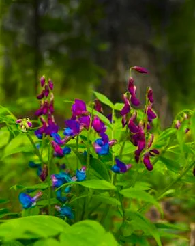 .Primroses in the spring forest Stock Photos