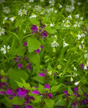 Primroses in the spring forest Stock Photos