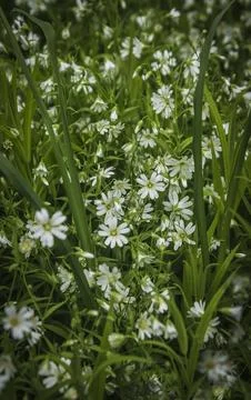 Primroses in the spring forest Stock Photos