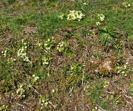 Primroses in Spring Stock Photos