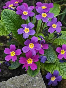 Primula acaulis Stock Photos