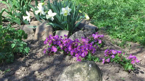 Primula and daffodils Video stock 23320456