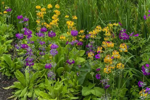Primula beesiana Stockfoto's
