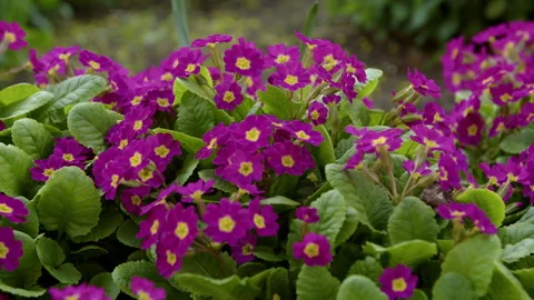 Primula blossom Stock-Footage 192232114