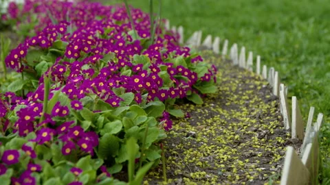 Primula blossom Stock-Footage 192232876