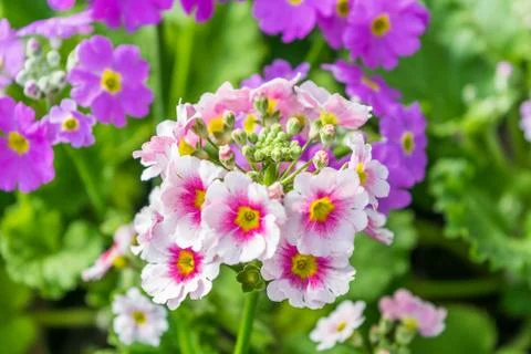 Primula close up with nature background Stock Photos