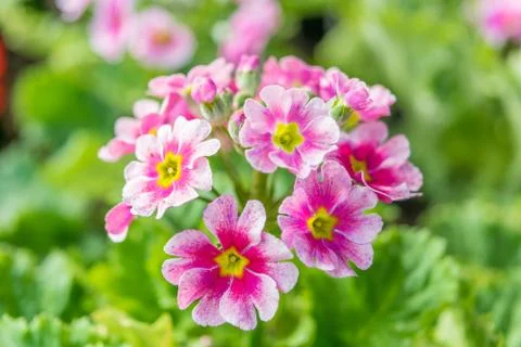 Primula close up with nature background Stock Photos