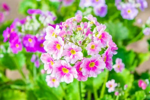 Primula close up with nature background Stock Photos