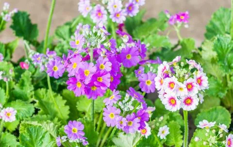 Primula close up with nature background Stock Photos