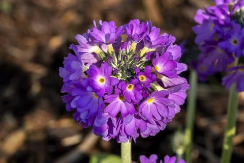Primula denticulata Фото