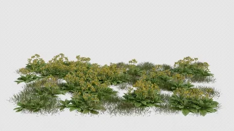 Primula Field blowing in the wind Loop Animation. Alpha Channel Stock Footage 308778924