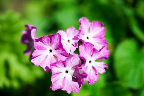 Primula first flower closeup Stock Photos