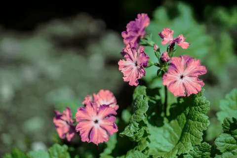 Primula first flower closeup Stock Photos