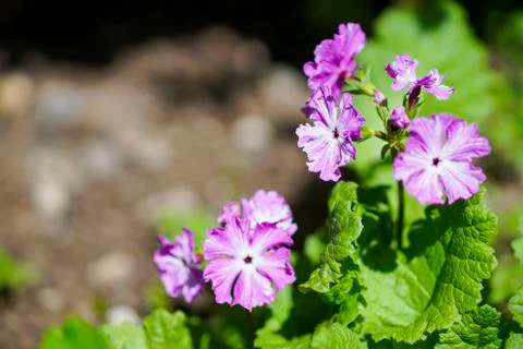 Primula first flower closeup Stock Photos