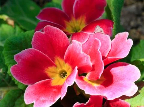 Primula flower Stock Photos