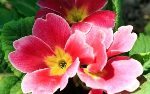 Primula flower Stock Photos