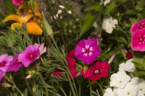 Primula flowers also called bear's ear of different colors in the forest Foto stock