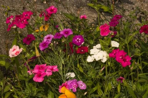 Primula flowers also called bear's ear of different colors in the forest Stock Photos
