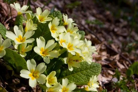 Primula flowers Stock Photos